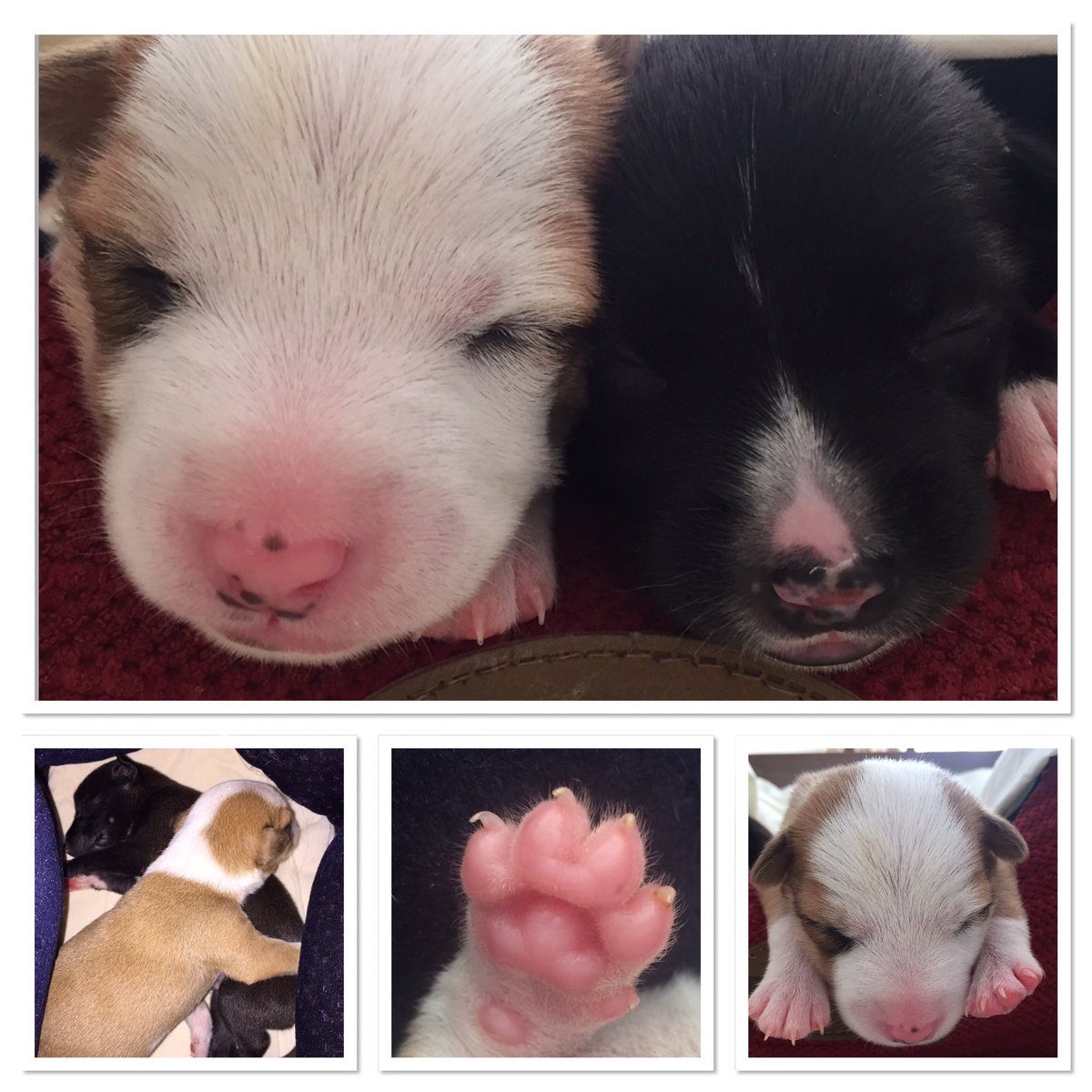 KatieBurns2312's tweet photo. @DeborahMeaden Any chance of a RT to raise awareness of "Omani Paws" a none funded rescue here in Muscat 🙏
#omanipaws #wadidogs #muscatoman https://t.co/cJ7BpLYeao