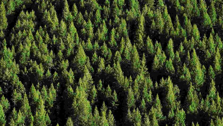 Fare_Bio's tweet image. Foreste per fermare i cambiamenti climatici farebio.it/ambiente/fores… #ambiente #climatechange