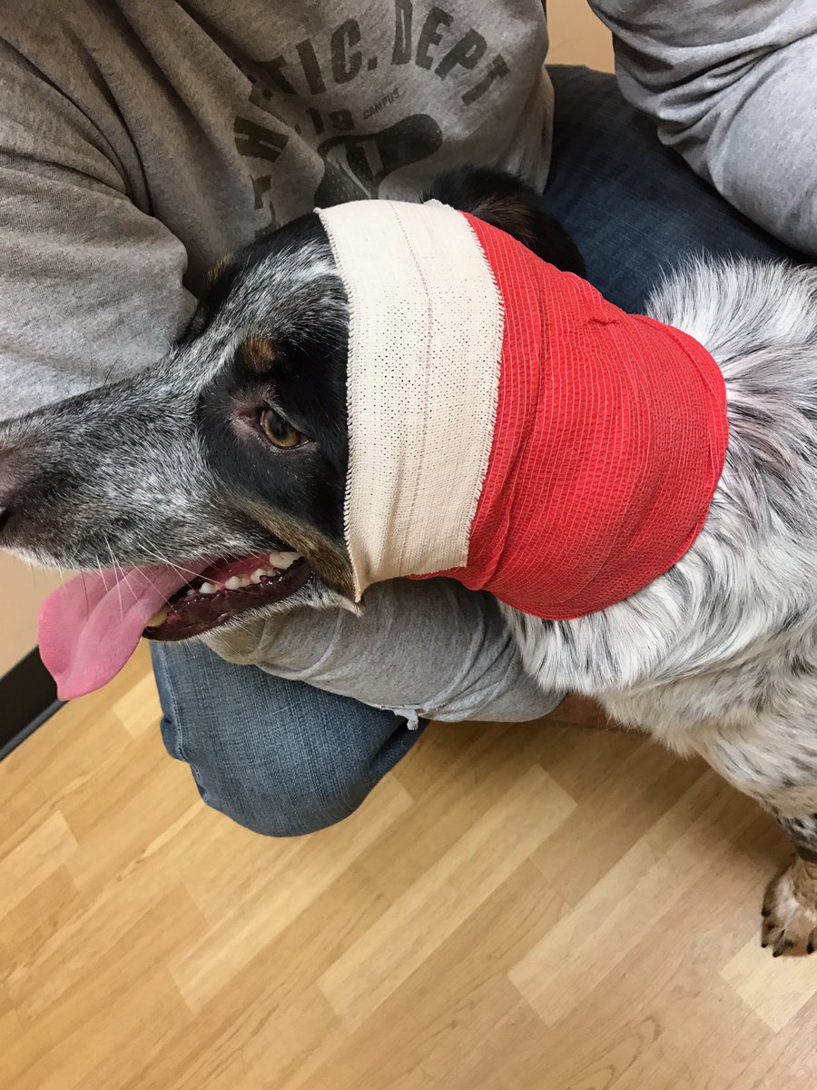 BenKisker's tweet photo. I want to feel bad for him, but I know he is going to love all the attention that is coming his way. #PoorMoose https://t.co/pme8RMtMvt