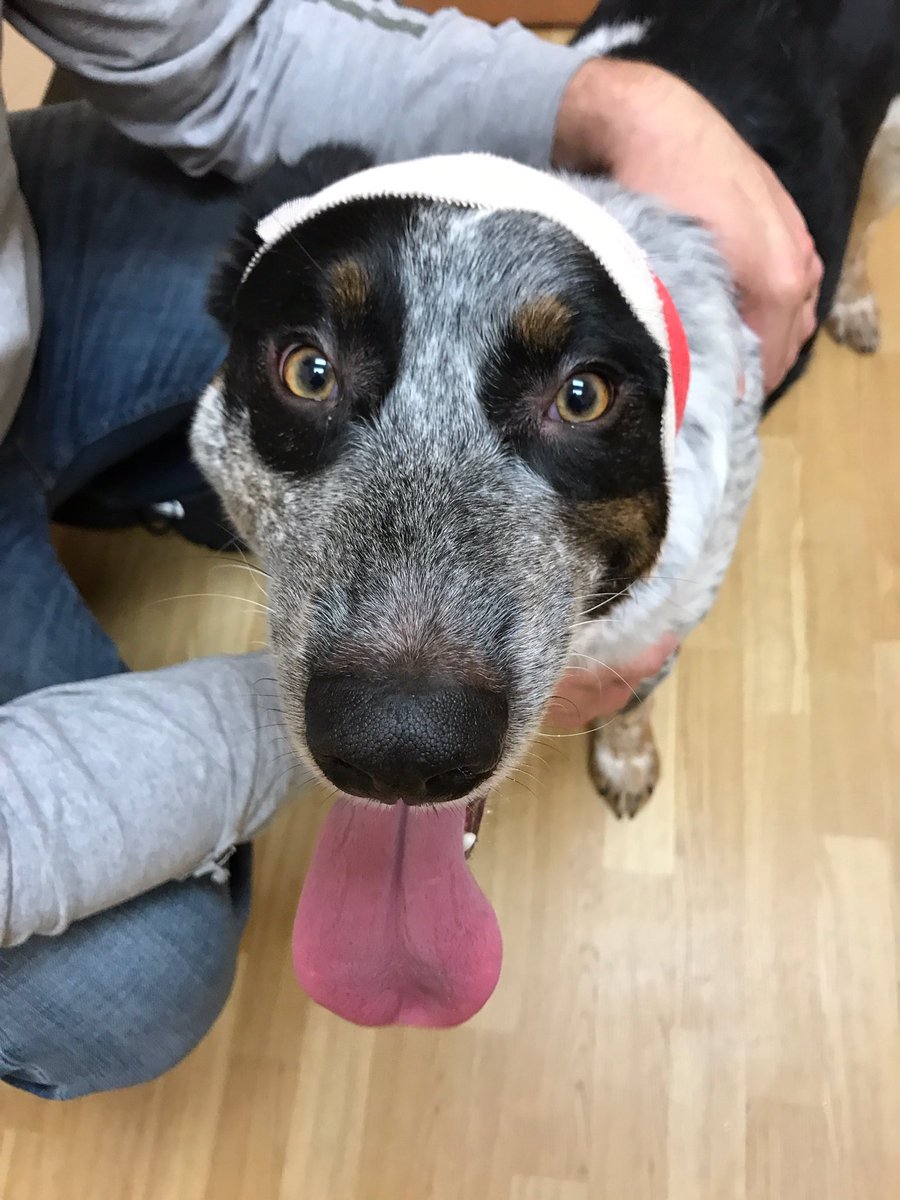 BenKisker's tweet photo. I want to feel bad for him, but I know he is going to love all the attention that is coming his way. #PoorMoose https://t.co/pme8RMtMvt
