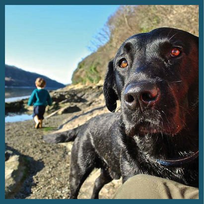 Check out <a href="/RealCornwall/">RealCornwall</a> 's top 4 #DoggyCamp here! 🐶 hubs.ly/H062qVm0