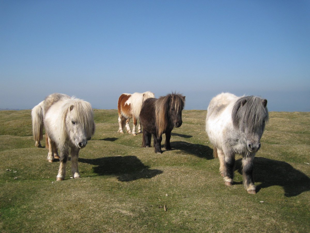 ¡Vamos de viaje con <a href="/ellesacheval/">Elles à Cheval Blog</a>! Hoy nos llevan a Foula, isla de las Shetland con unos habitantes muy curiosos. bit.ly/2juydWi