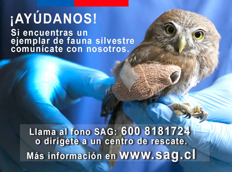 MinagriCL's tweet photo. SAG dispuso fono para guiar sobre fauna silvestre y animales afectados por incendios. Si encuentras alguno, llama al 6008181724 #TodosXChile https://t.co/qewIlsCO02