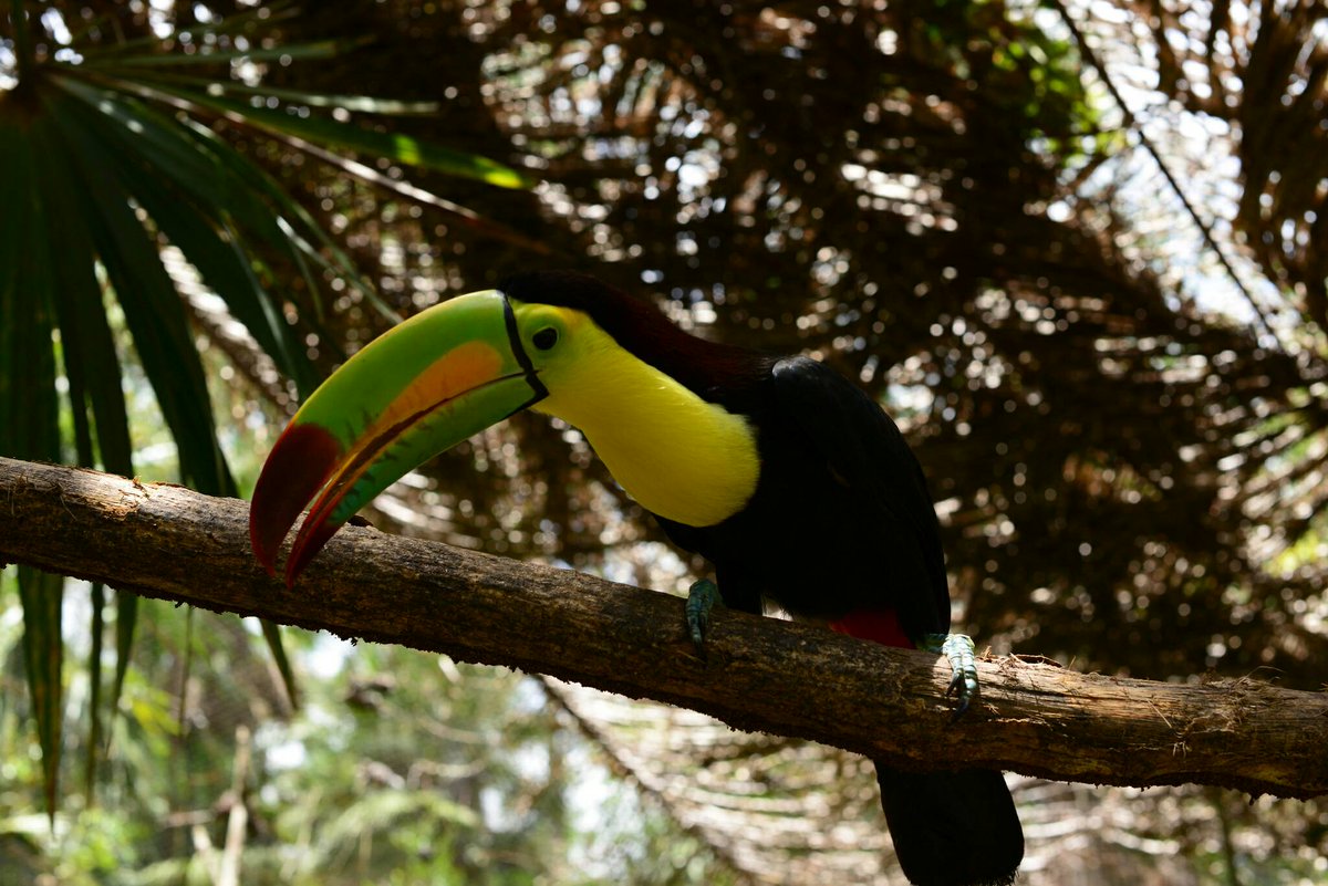 BetexBz's tweet photo. #whybelize With over 500 species of exotic birds, Belize attracts bird lovers from across the world!#savoryourbelizeexperience https://t.co/FcYRJHHYlT