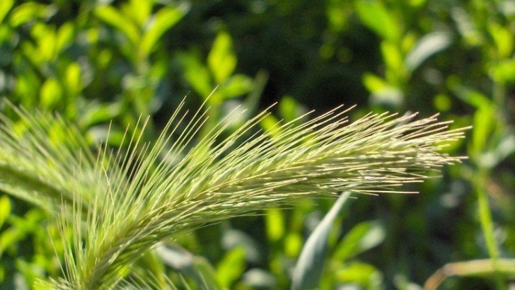 Fare_Bio's tweet image. Agricoltura biologica, l'esasperante lentezza dell'Europa farebio.it/mercato/agrico… #biologico #mercato