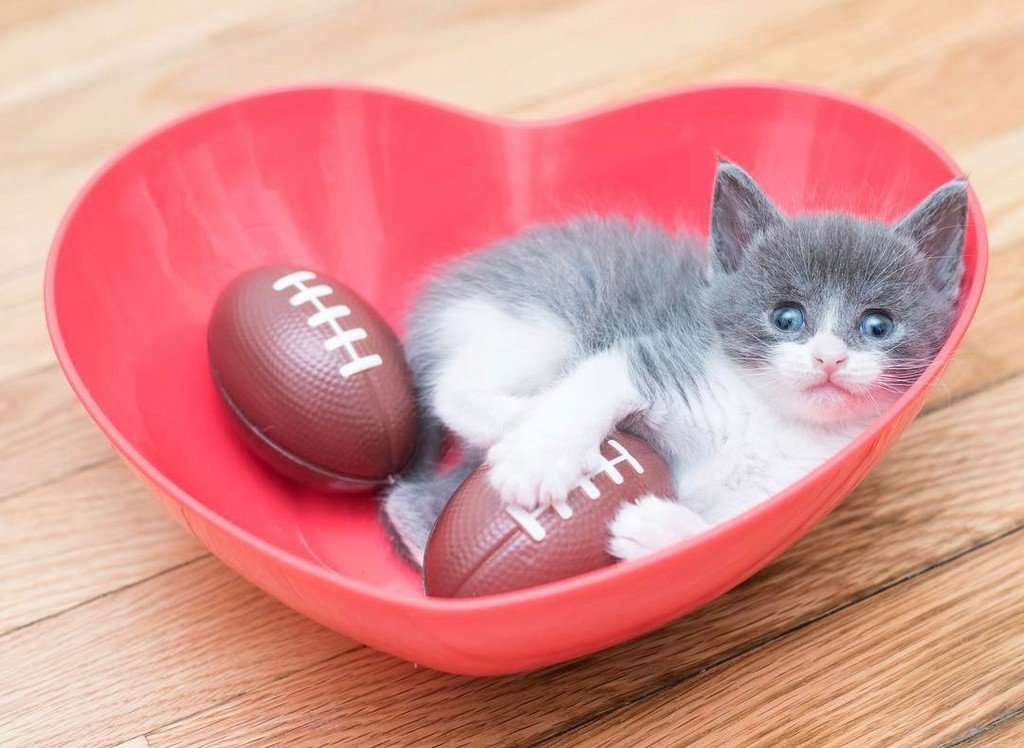 kitten lady on twitter look ma a kitten bowl small fry isn