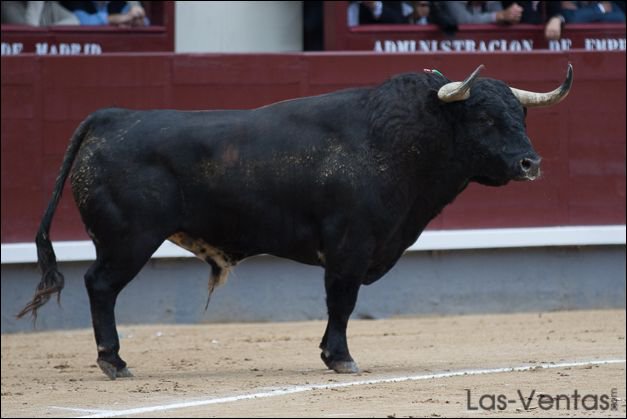 purezayemocion's tweet photo. La @ATorodeMadrid premia a "Camarín", de Baltasar Ibán 
https://t.co/PiR8RQR4AF 
Premios 2016 de la temporada madrileña. https://t.co/lNrENQFZg9
