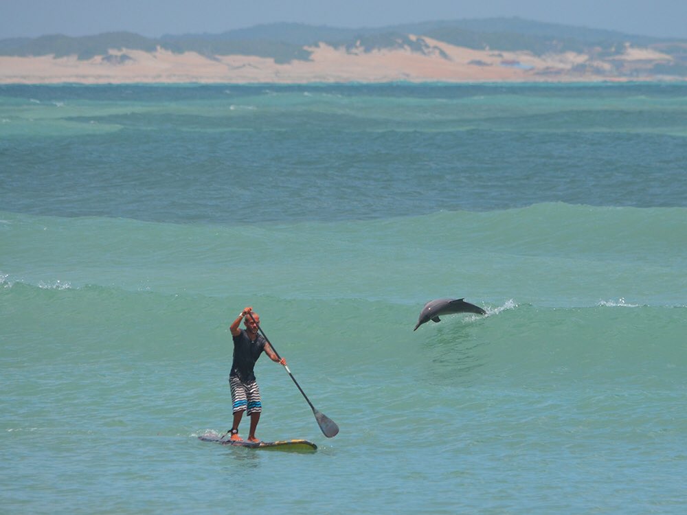 PipaBrasilCL's tweet photo. Baia dos Golfinhos de Pipa y sus delfines, fieles y divertidos compañeros de los amantes del stand up paddle☀️🇧🇷🐬 #pipa #sup https://t.co/HMLdhiuhL5