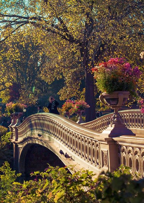 tokenovax's tweet photo. Bow Bridge in Central Park #Manhattan #NYC #NewYork #newyorkcity https://t.co/hCAGUHErEp