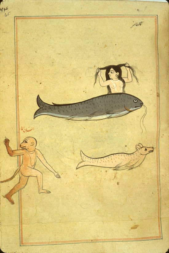 PublicDomainRev's tweet photo. Radical mermaid, fish-dog (?), and a monkey in a hurry form unlikely trio in this 17th-c. Persian/Arabic treatise: https://t.co/nkRLU3wMWF https://t.co/QdaALbtjcu
