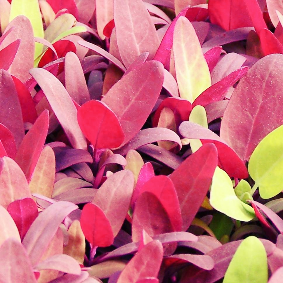 When you let #microgreens grow into petites.