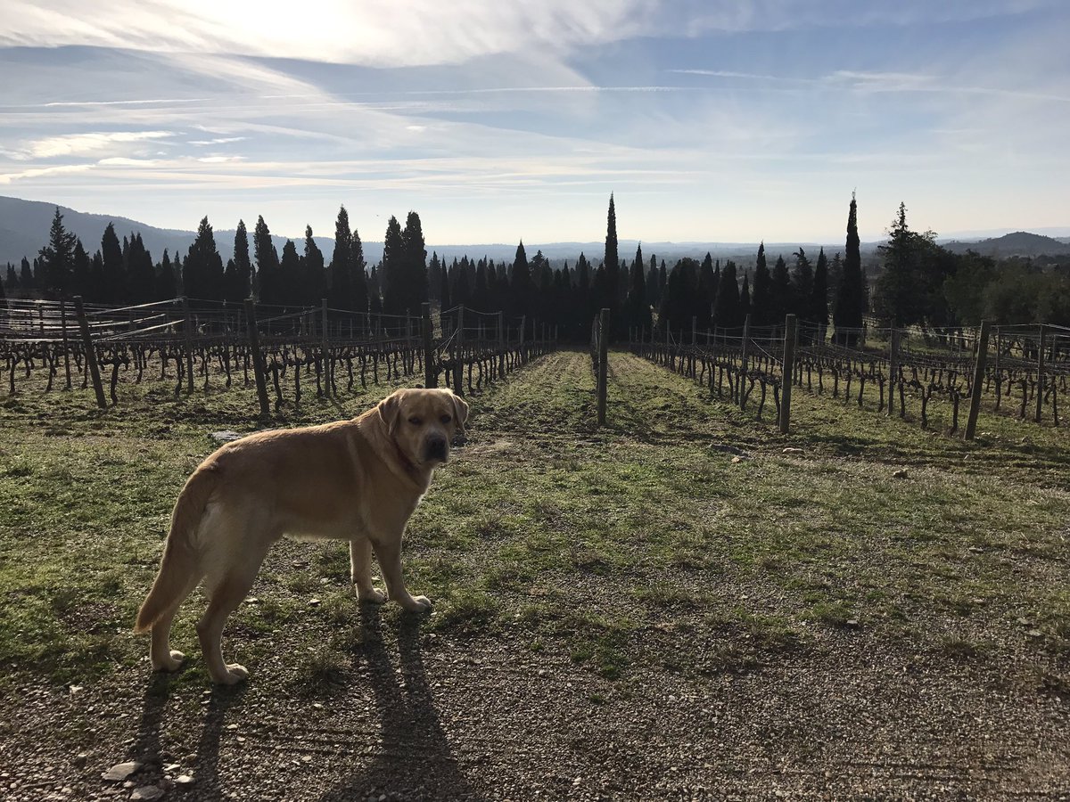 RafelSommelier's tweet photo. En Mosst custodiant la finca de #masiaserra 🏡 🐕🍷 #enoturisme #emporda #soparsmaridats2017 #cuinaempordanet #sommelier #wine #elroser2 https://t.co/0X6Z3GpS2I
