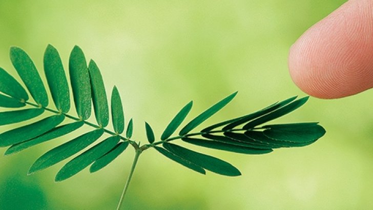 Fare_Bio's tweet image. Anche le piante imparano: strategie vegetali di sopravvivenza farebio.it/ambiente/anche… #natura #piante #intelligenza