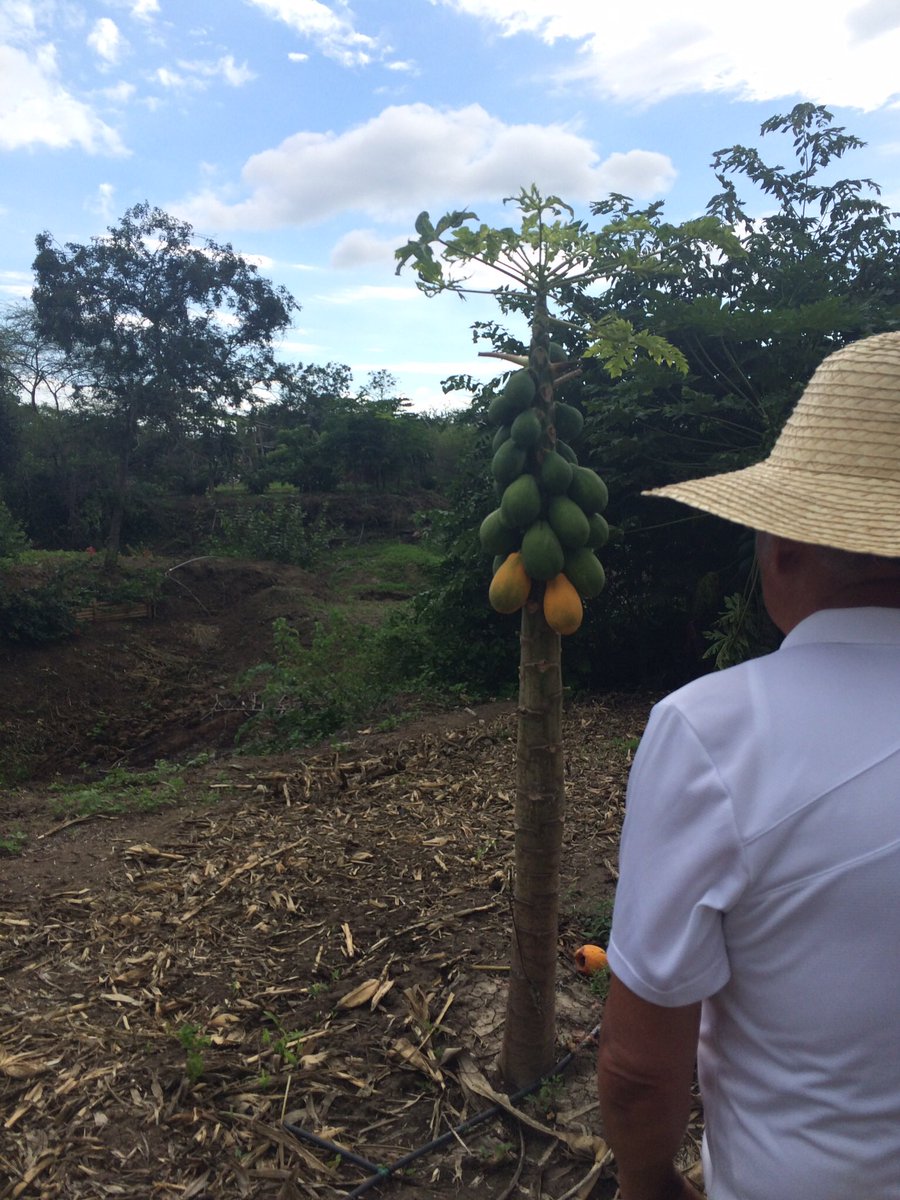 thegreenboxec's tweet photo. #papaya #orgánica #finca #Ecuador #VíaPlayas🌿🌱🌳 https://t.co/CVAnQdWruL