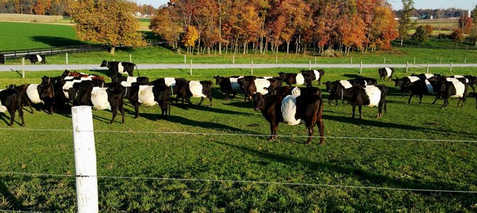ClariFlyCentral's tweet photo. Meet the #DutchBelted #Cow:
Known for their wide white "belt", it's estimated that there are less than 300 Dutch Belted #cattle in the #US! https://t.co/gBcCBIwK83