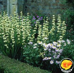RowlandWater's tweet photo. Plant of The Week-Yellow Eyed Grass. It produces yellow flowers and California Native https://t.co/5CkXz1CnoU #RWDConserves @bewaterwiseh2o https://t.co/HNWerWtOtZ