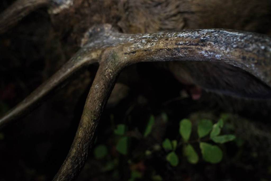 GORETEXhuntfish's tweet photo. Oh, the places he’s been.
Photo: @Fossman8
#HuntDifferent | #ExperienceMore | #ElkHunting https://t.co/uLs4KuFnwC