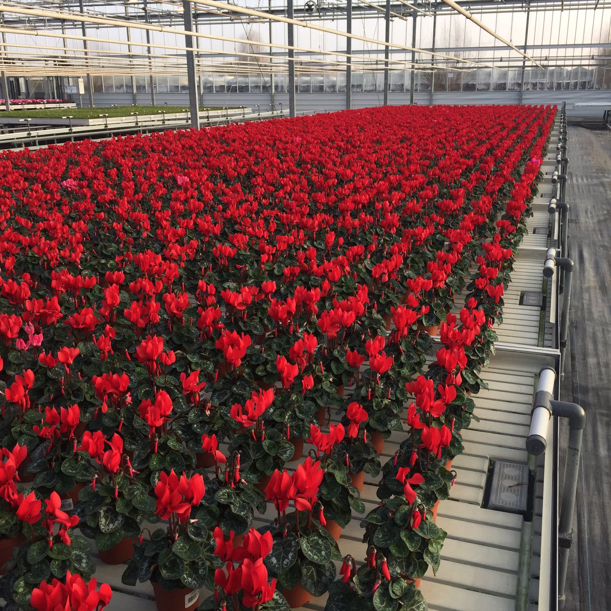 Mooie partij Rode Cyclamen zijn de komende weken leverbaar #valentijn