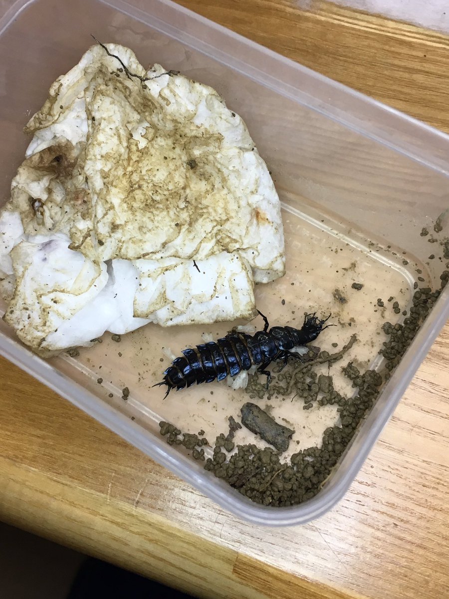 ティーノ On Twitter 閲覧注意 先日掘りで採集してきた マイマイカブリ幼虫が どうやら寄生されていた様で 腹面から たくさんの蛹が出てきた オサムシ科の幼虫にも 寄生なるモノがあるのか 初めて見たかも 笑 Https T Co Osizj8c5yy Twitter