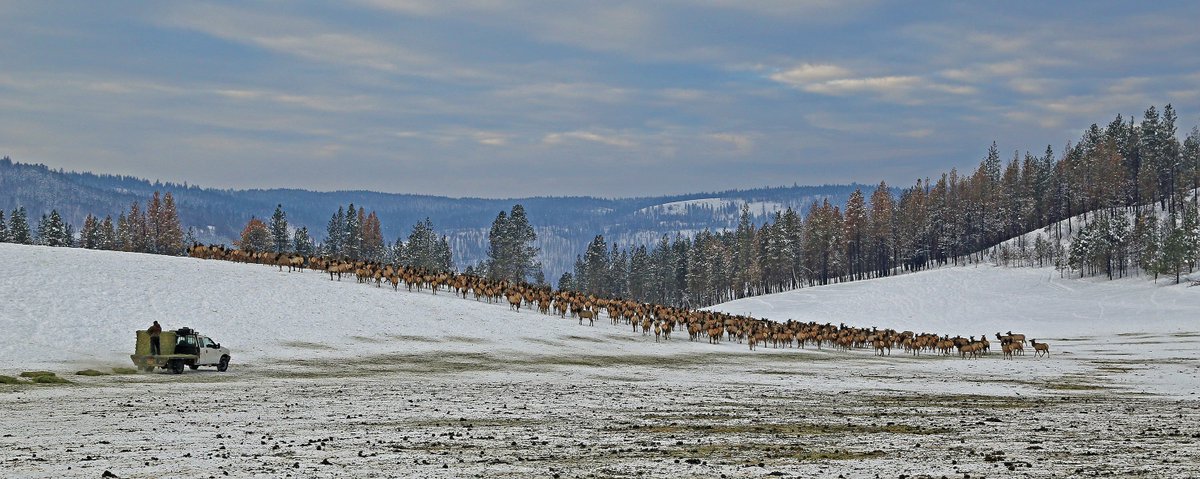 Wild Horses Blog tweet media