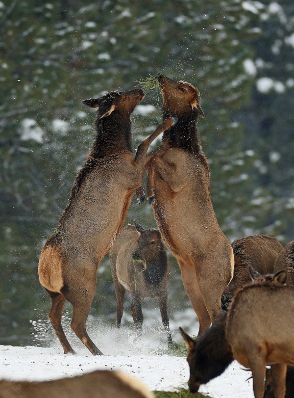 I Love WallowaCounty tweet media