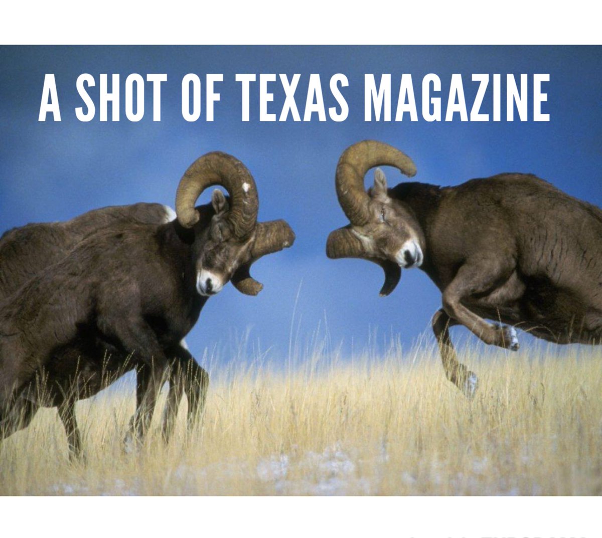 AShotofTexas's tweet photo. Don't forget to visit https://t.co/hLwWWMp1rZ and sign up for your free digital copy! #hunt #rams #asot #guns #outdoors https://t.co/wOO2P065f9