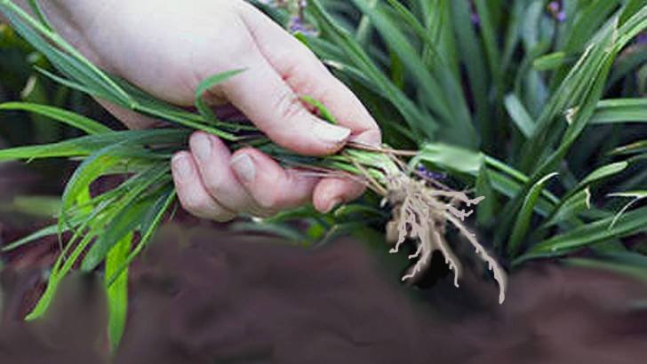 Fare_Bio's tweet image. Lotta biologica alle specie infestanti: l'Europa da che parte sta? farebio.it/tecnologie/lot… #natura #biologico #pesticidi