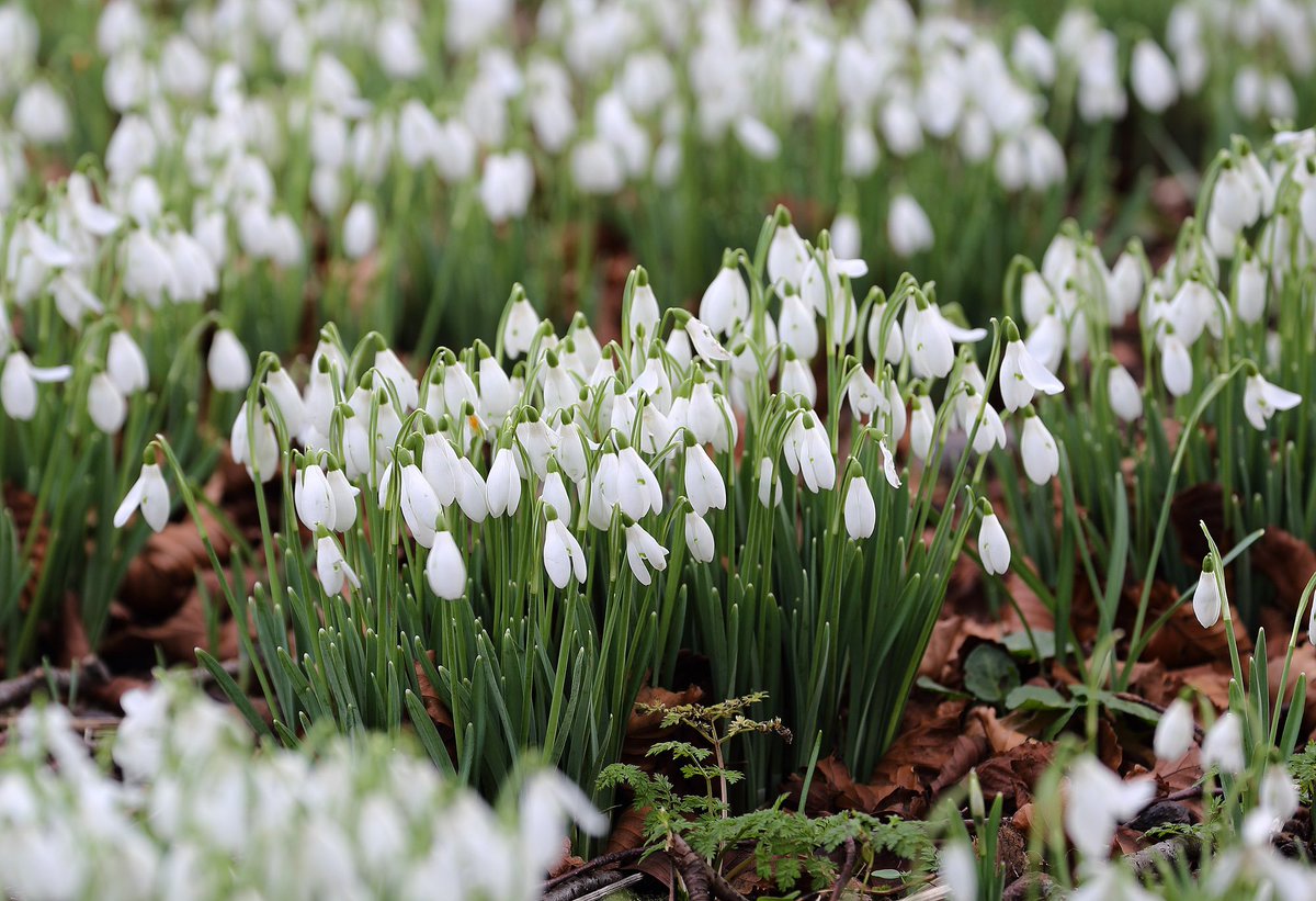 The Churchdale snowdrops are out, spring must be just around the corner.