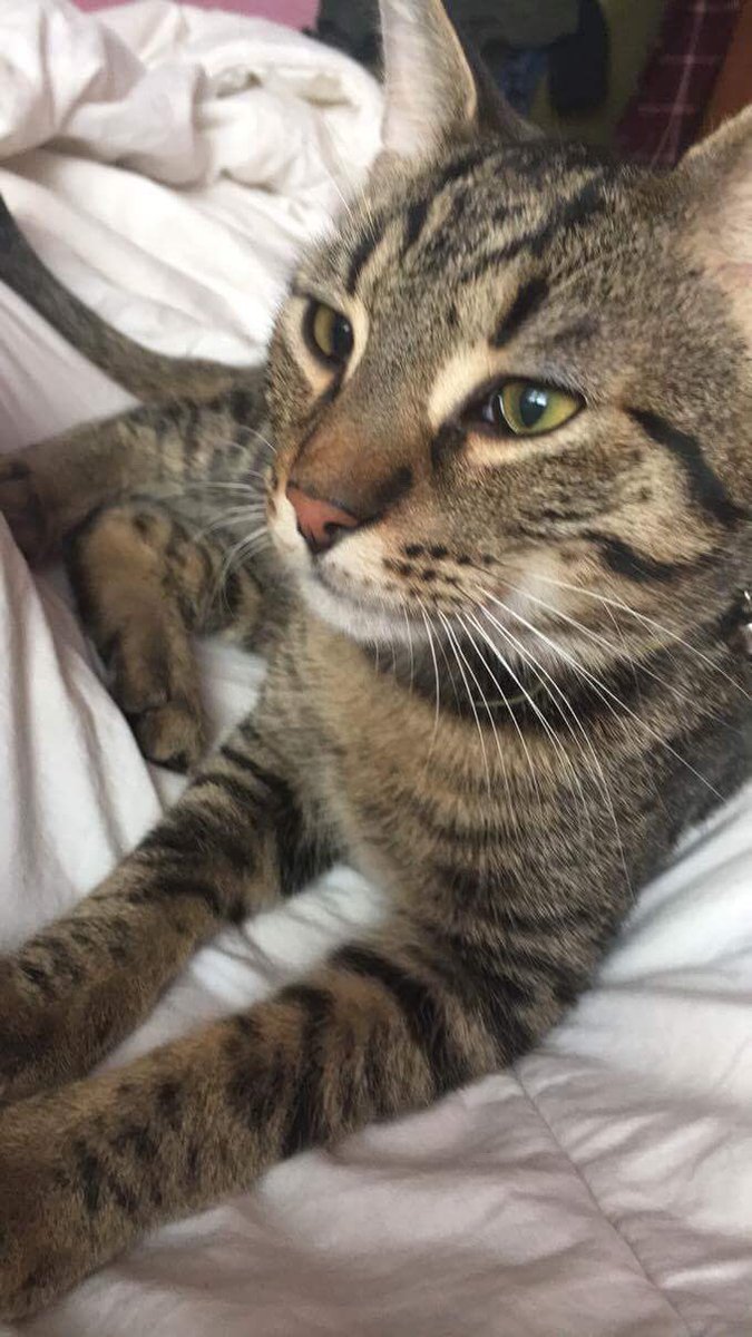 younghipstrrs's tweet image. BOZE KOJ KOT WIKTOR JEST TAKI PIEKNY 🔥💕😻 #mojcrush #mojkot