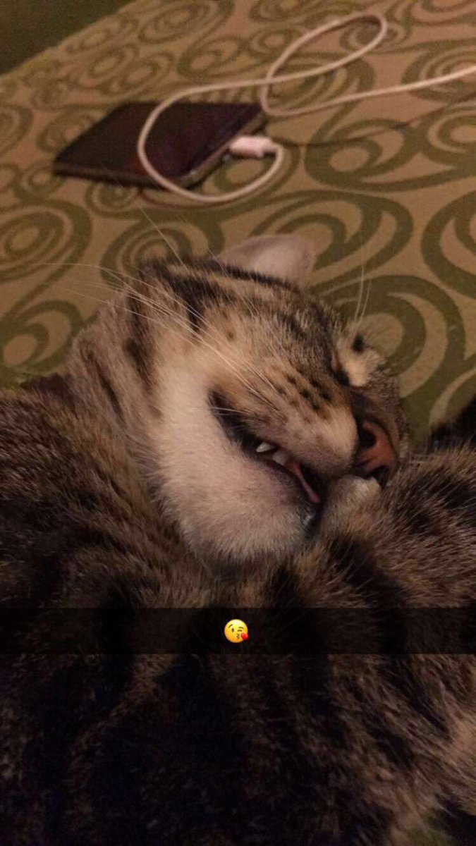 younghipstrrs's tweet image. BOZE KOJ KOT WIKTOR JEST TAKI PIEKNY 🔥💕😻 #mojcrush #mojkot