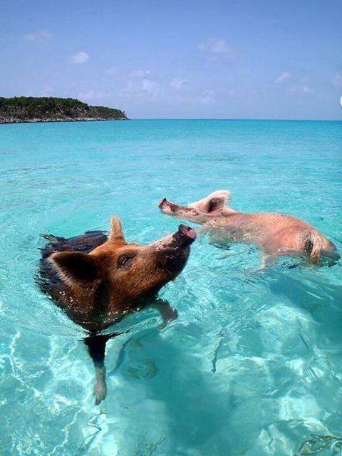 TrMaMeRi's tweet photo. Pig Island is an uninhabited island located in Exuma, The Bahamas, known for being populated by many swimming pigs. https://t.co/ys8QyLhOJi