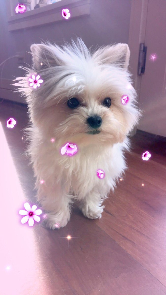 monnniiiiiiii's tweet photo. hbd to the dog that my mom loves more than Mary and I combined #notkidding #sheboujee https://t.co/trNTry9B7U