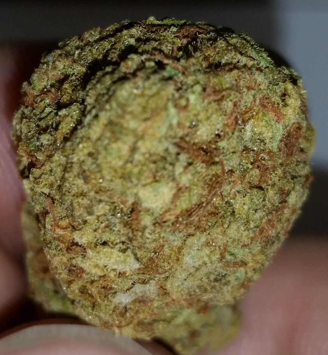 chronicvt's tweet photo. Mango Blue Dream: Indica Hybrid; Relaxed Happy Feeling; Sweet Fruity Mix of Sticky Long Burning Bud...! #ChronicVT #MangoBlueDream #SweetBud https://t.co/9FSOPlzDAq
