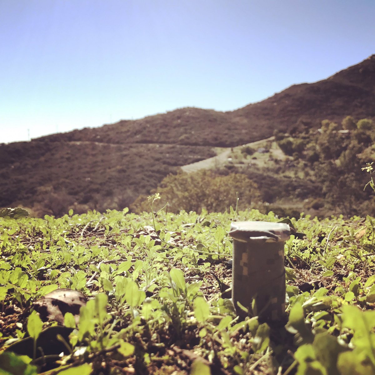 Roaming Relic tweet media