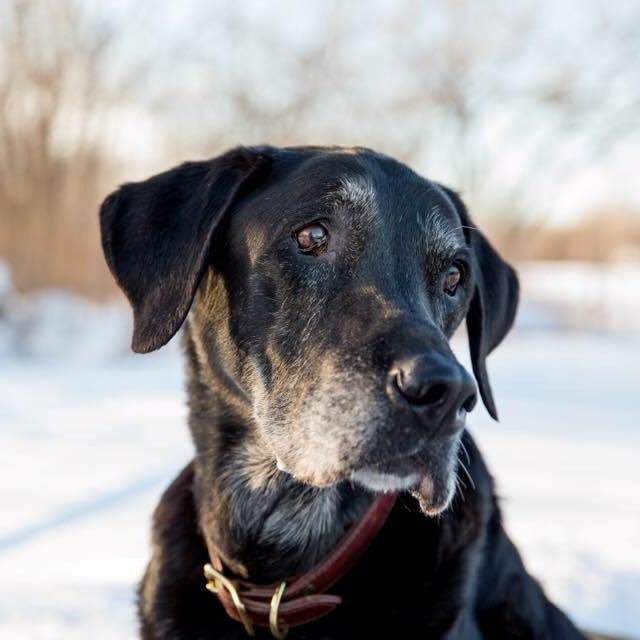 MadelineeeeH's tweet photo. I love you Remington! You were the best dog we could have ever asked for. I hope you're having a blast in puppy heaven 🐶💓 https://t.co/hsJNURNNCC