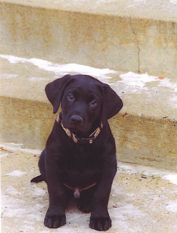 MadelineeeeH's tweet photo. I love you Remington! You were the best dog we could have ever asked for. I hope you're having a blast in puppy heaven 🐶💓 https://t.co/hsJNURNNCC