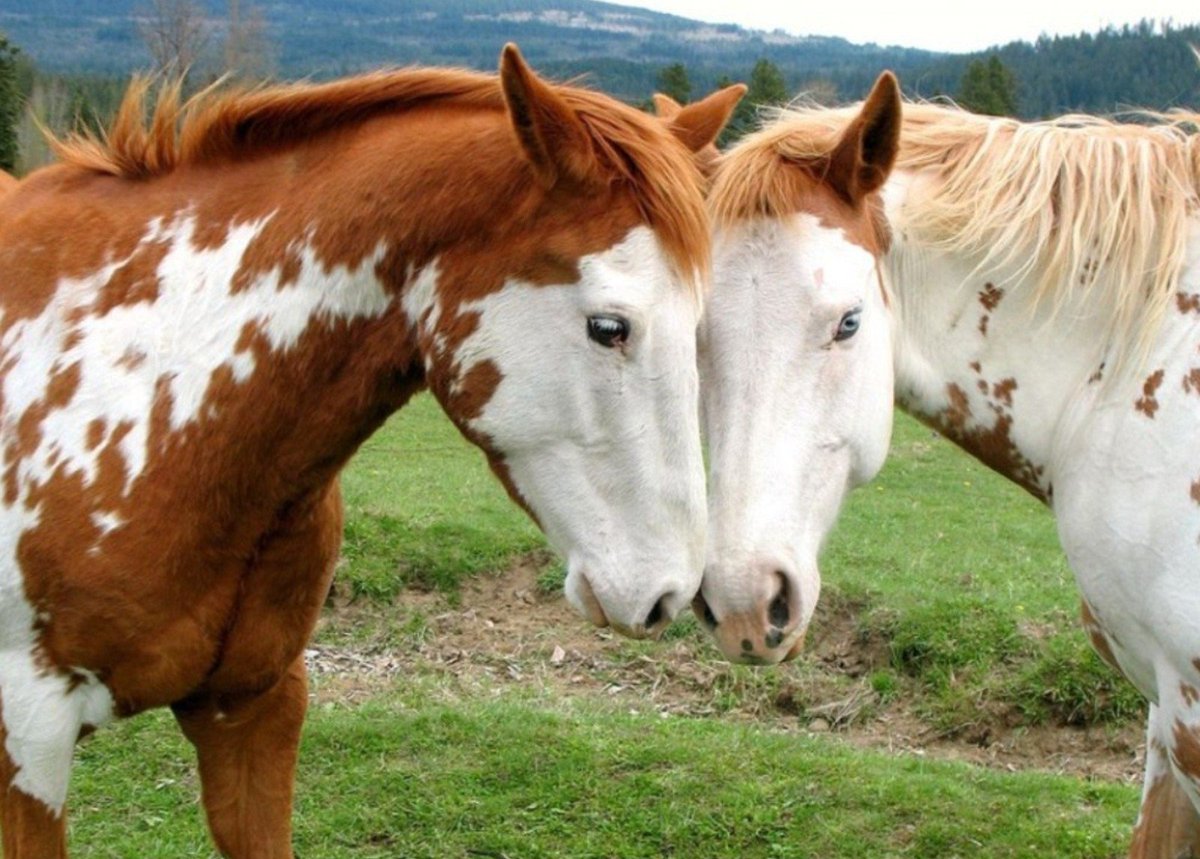 Klaudia (@she_devil643) on Twitter photo 🙋🐴 <a href="/PolakPotrafi333/">Polak Potrafi</a> <a href="/JosiahWilde/">josiah</a> <a href="/ktanimara/">ktani</a> <a href="/mariaguli1991/">MariSabel</a> @lbtedini <a href="/TealHeather/">❤️ Heather ❤️</a> <a href="/Jekyl2/">Jekyl</a> <a href="/Nadiya_tender1/">Nadiya نادية</a> 🙋🐴 <a href="/PolakPotrafi333/">Polak Potrafi</a> <a href="/JosiahWilde/">josiah</a> <a href="/ktanimara/">ktani</a> <a href="/mariaguli1991/">MariSabel</a> @lbtedini <a href="/TealHeather/">❤️ Heather ❤️</a> <a href="/Jekyl2/">Jekyl</a> <a href="/Nadiya_tender1/">Nadiya نادية</a>