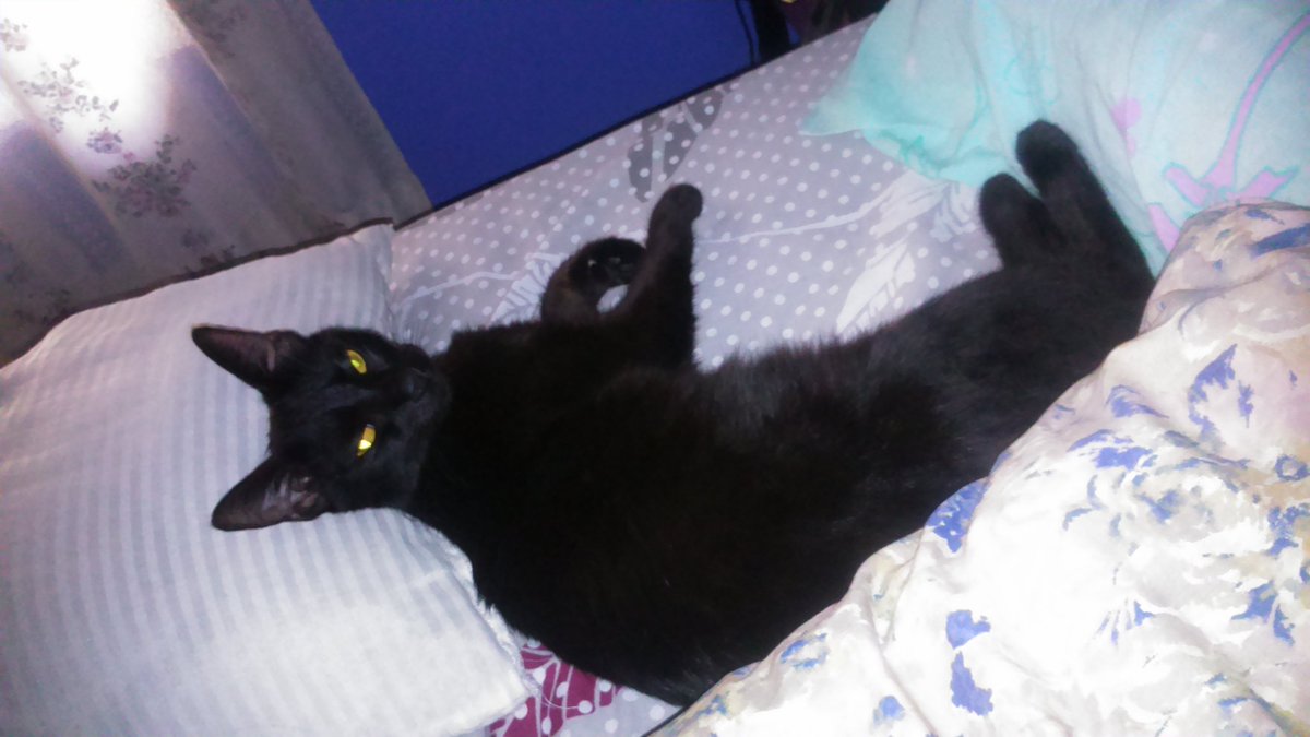 Yodabebito80's tweet photo. La vida de las gatitas negras en verano es muy dura #BlackCatsRule #QueenShadow https://t.co/E2J8mxVsHZ