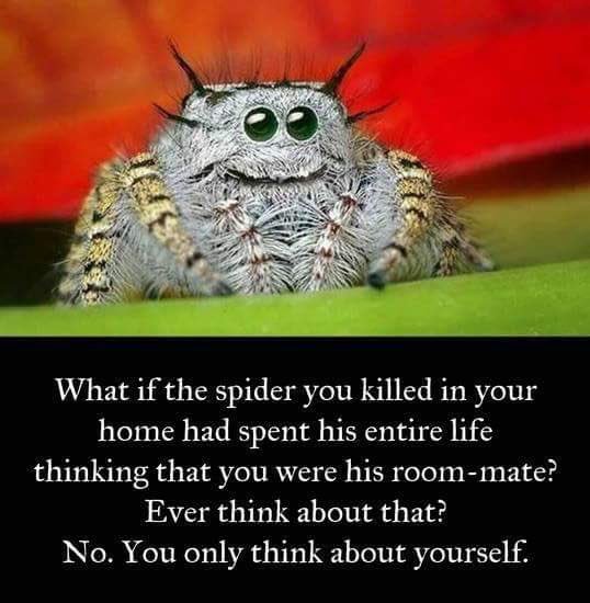 Janeybjones's tweet photo. My logic behind having a black widow.. spiders are your friends 🤗 https://t.co/foQ2wlXOZ2
