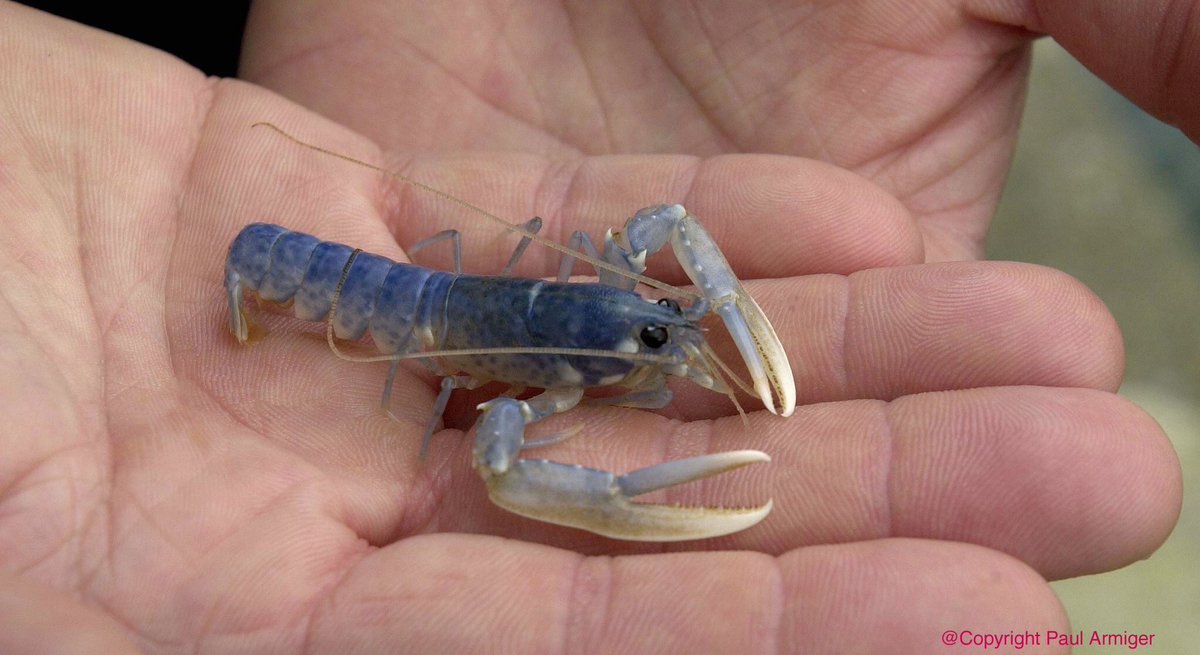 NorthbankLondon's tweet photo. Join us in supporting this fantastic #Charity #Auction in aid of @PadstowLobster Hatchery #Cornwall https://t.co/DYVP3H6b2h #windinner RT https://t.co/z6nHO0ReLH