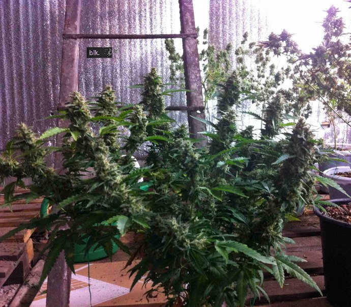 blk_seeds's tweet photo. The shortest strain we have! Our #AutoLowRyder wider than tall! Get yours today and don’t wait a minute at https://t.co/6mJU3BdMNv #BlkSeeds https://t.co/TGP3GPzV01