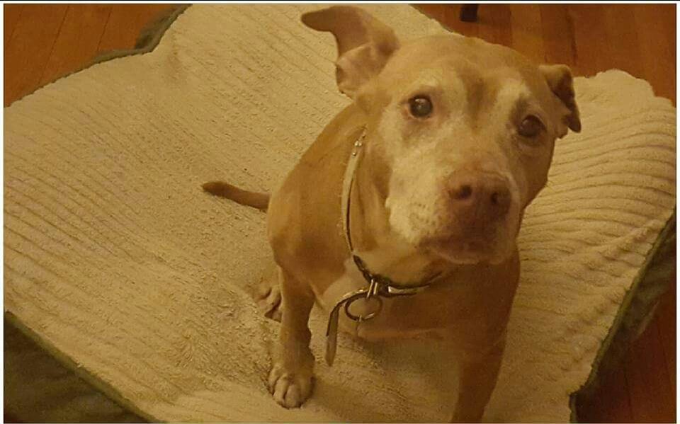 Springlekes's tweet photo. @PoPville Looking for a pet lover to re-home this wonderful pet. Email kespring79@gmail.com for details. https://t.co/7pvIsFBlnh