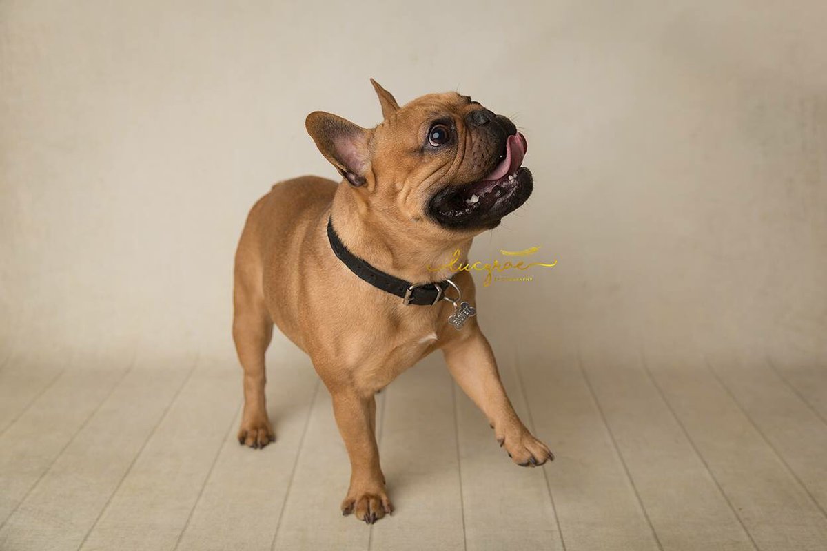 So many frenchie's have been in the studio lately. Today we had this little chunk 🌟

Rodney 17 months old 🐶 #frenchbulldog #dogsoftwitter