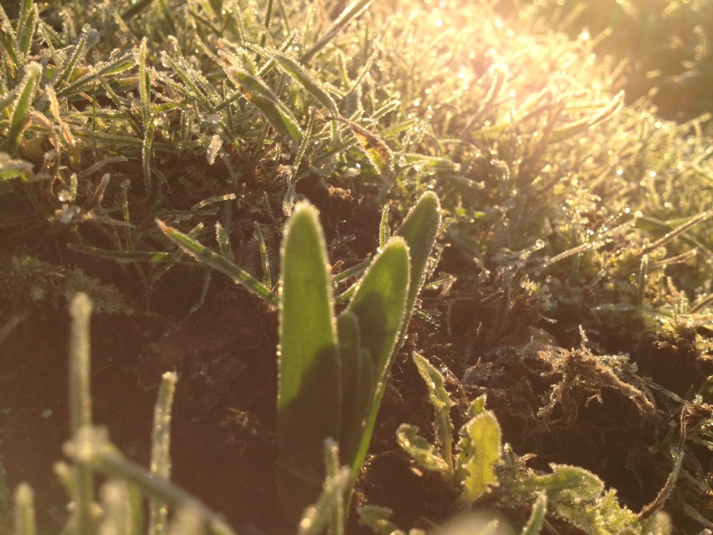 Miniature daffodil emerging in the orchard. 1 of 25,000 planted this winter, should be quite a show in April!