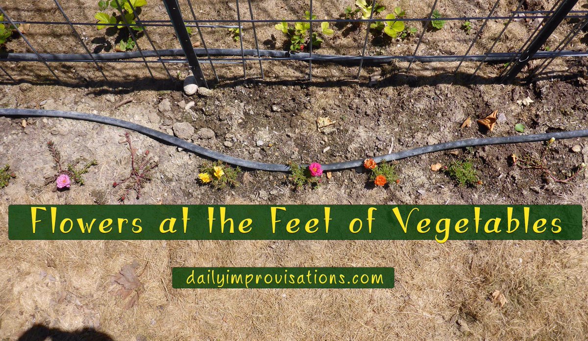 lauraimprovises's tweet photo. If you need a peek of spring, my video of last years' flowers among my vegetables #interplanting #Idahogarden https://t.co/Q6OlAzTI3O https://t.co/gkMaFIZKL4