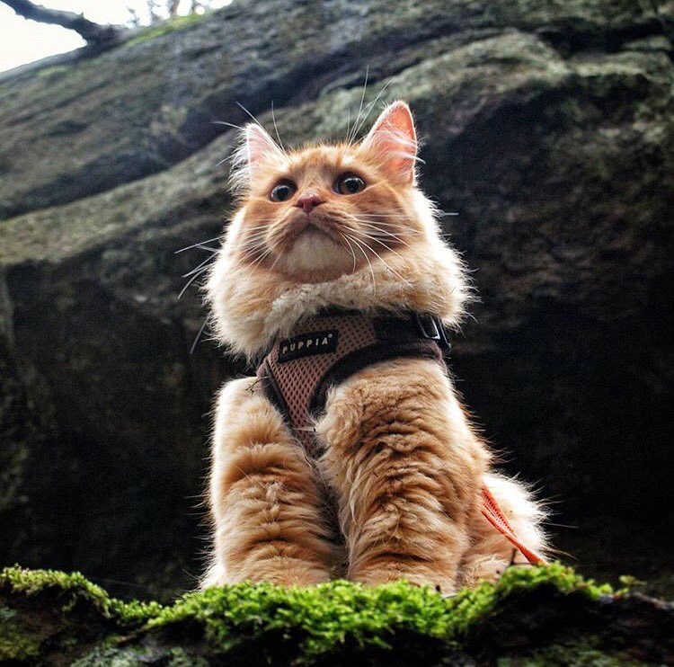 campingwithcats's tweet photo. #cathaiku 
Fellow cat campers, 
The haikus have now returned. 
Please, purrpare yourselves. 
#campingwithcats @avocadosquid https://t.co/FMdcTsNKZr
