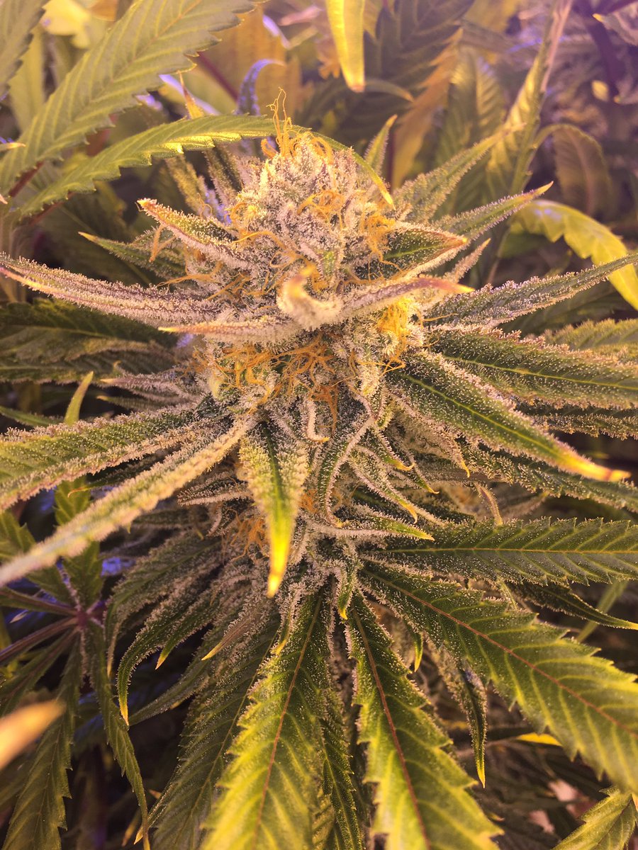 LeefOil's tweet photo. We're now in eastern WA! Look for us in Yakima! #LeefOil #i502producerprocessor #indoorperpetualgrow #b2bsalesandprocessing #co2oil https://t.co/0M6MMBKlar