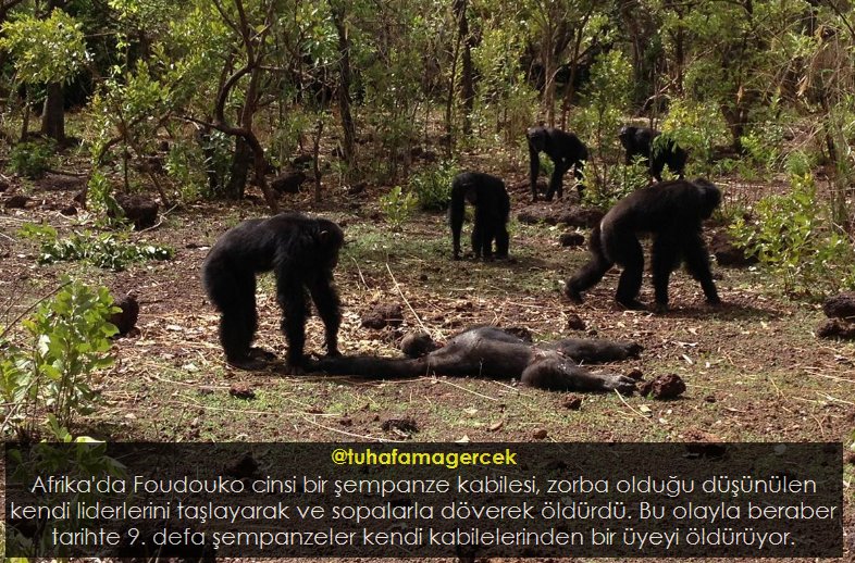 TuhafAmaGercek's tweet photo. Şempanzeler Kabile Reislerini Öldürdü https://t.co/Blx5HNiKBj