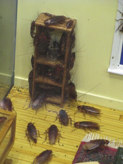 ZebasRoa's tweet image. Si viste esto da RT o te aparecen en tu casa.