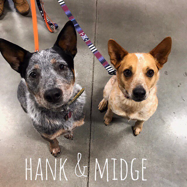 Dee_O_Gee's tweet photo. Hank was excited to introduce us to his recently adopted older sister, Midge 🐶🐶
•
•
•
#redheeler #blueheeler #heele… https://t.co/quYYjlkLds